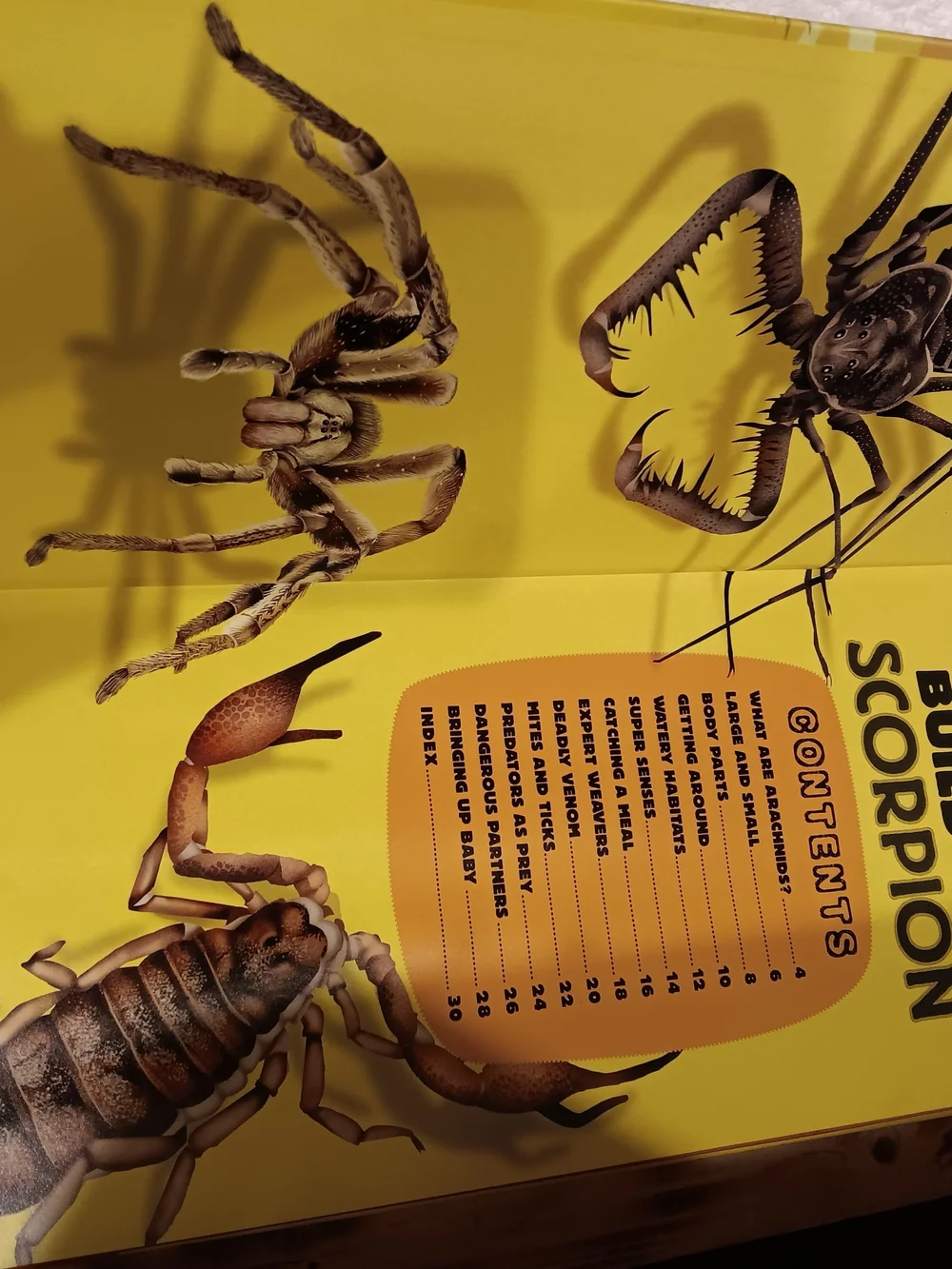 Build-A-Scorpion 29-Inch Orange Reptile Model